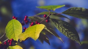 berries, branch, leaves