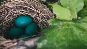 eggs, nest, thrush