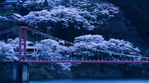 japan, bridge, sakura, night - wallpapers, picture
