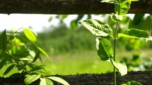 fence, plant, greens - wallpapers, picture