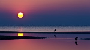 solnedgång, hägrar, sol, strand, kväll, hav, horisont, reflektion, vatten, silhuetter