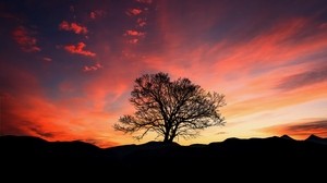 sunset, tree, clouds, sky, horizon - wallpapers, picture