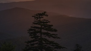 sunset, tree, fog, mountains, clouds