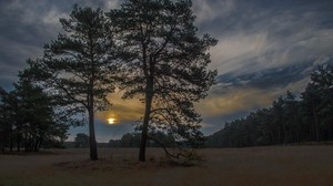 solnedgång, träd, himmel, natt