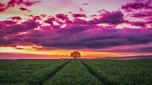 sunset, horizon, field, tree, grass, clouds