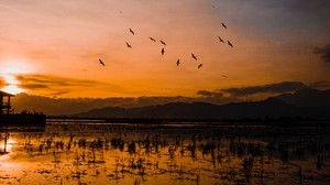 sunset, horizon, birds, silhouettes, water, indonesia