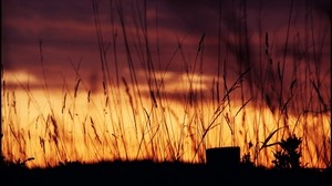 夕焼け、トウモロコシの耳、夕方