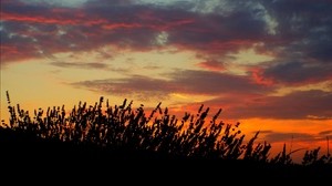 auringonlasku, laventeli, kenttä