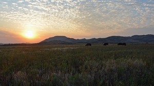 sunset, clouds, feather, field, light, orange, pasture