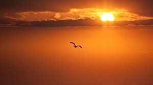 puesta de sol, naranja, sol, disco, pájaro, vuelo, libertad