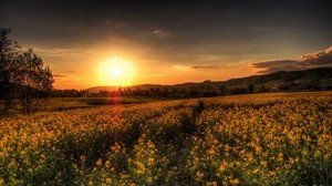 sunset, field, landscape - wallpapers, picture