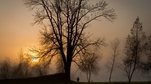 sonnenuntergang, sonne, bäume, himmel, grau, mann