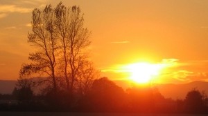 sunset, sun, light, evening, tree, branches, horizon, orange