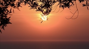 sunset, the sun, branches, sea, horizon - wallpapers, picture
