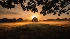 sunset, fog, tree, lawn, landscape - wallpapers, picture