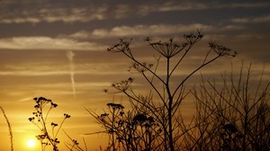 sunset, evening, grass, field, silhouettes - wallpapers, picture
