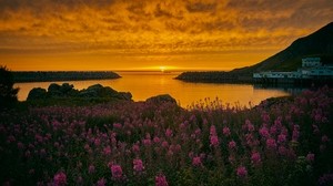 bahía, flores, puesta de sol, costa, archipiélago, noruega