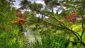 green, garden, trees, pond, water lilies, flora
