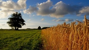 yellow, gold, field, clouds, tree, grass