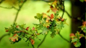 acorn, leaves, green, blur, oak