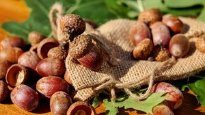 acorns, bag, nuts, fruits