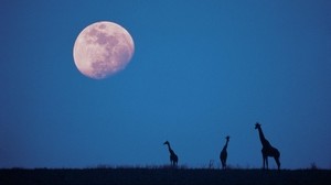 giraffes, moon, silhouettes, twilight