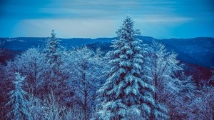 vinter, träd, skog, snöig, snö