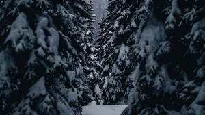 vinter, träd, passage, snöig
