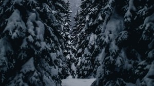 invierno, árboles, paso, nevado