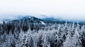 冬天，树木，雾，雪，顶视图，森林