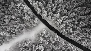 winter, trees, top view, snow, road, forest