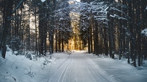 winter, trees, forest, road