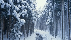 winter, trees, forest, river, stream, canal, cold, border, young growth - wallpapers, picture