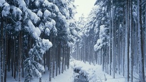 winter, trees, forest, river, stream, canal, cold, border, young growth