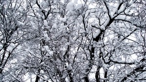 vinter, träd, snö