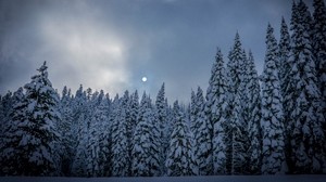 winter, ate, snow, forest - wallpapers, picture