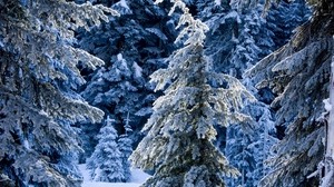 冬天，吃，松树，雪，沉默，森林，针叶树 - wallpapers, picture