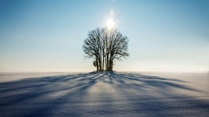 winter, horizon, tree, snow, sunlight