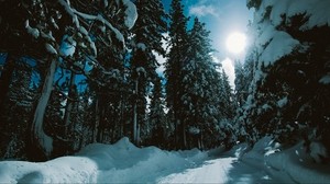 winter, forest, trees, snow, road, sunlight