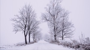 winter, forest, trees, snow, road, fog - wallpapers, picture