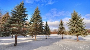 winter, forest, trees, snow - wallpapers, picture