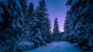 winter, forest, road, snow, starry sky