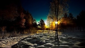 winter, forest, young growth, dawn, morning, shadows, cover, snowdrifts