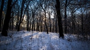 winter, forest, landscape