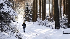 invierno, bosque, caminar, nieve, árboles, soledad