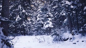 vinter, skog, snö, träd