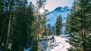 winter, forest, snow, trees, path, turn