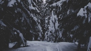 winter, forest, snow, trees, passage