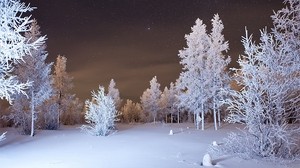 winter, forest, snow - wallpapers, picture