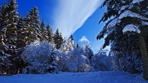 vinter, skog, snö, himmel